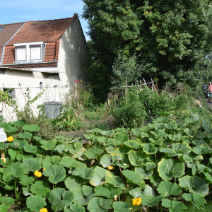 Jardin partagé du P'tit Bois